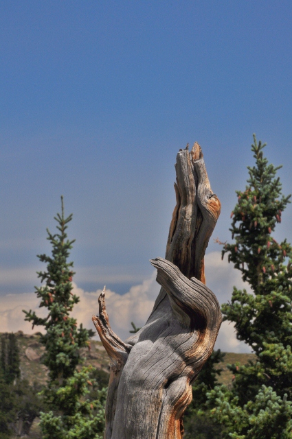 a bristlecone pine